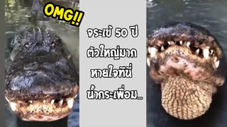 รวมคลิปตลกๆ : นี่มันจระเข้หรือตาเเก่!!?