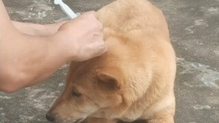 The trust of the pastoral dog to the owner is unconditional