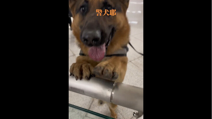 When the police dog wants to say hello to you!