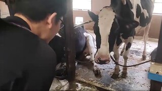 [Special Effects Tour] A farm where monsters become pets, Tiga Episode 30 Holy Land Tour