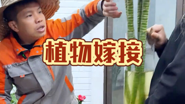 การต่อกิ่งพืช #ไม้กระถาง #การต่อกิ่ง #ปลูกดอกไม้ #เกร็ดความรู้การปลูกดอกไม้ การต่อกิ่งไม่ได้ยากอย่าง