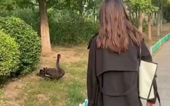 หงส์ดำ: ก็คุณนั่นแหละ