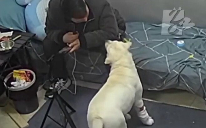 หลังเครื่องซักผ้าของคุณลุงปั่นแห้ง ก็มีน้ำไหลล้นออกมา น้องหมาจึงเลียนแบบท่าสะบัดขนหลังเปียกเพื่อเตือ