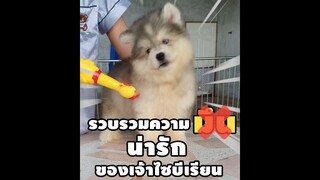 รวมความน่ารักของน้องไซ ไม่มึนจริงไม่ใช่ไซ #ไซบีเรียนฮัสกี้ #LittleNaraFarm