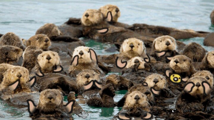 Why do sea otters like to rub their faces?