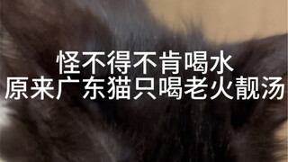 Ternyata kucing Guangdong hanya minum sup panas tradisional
