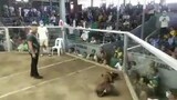 2cock 2nd fight