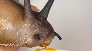 การกินไลฟ์สดของหอยทากยักษ์แอฟริกา ที่แท้ปากและลิ้นของมันหน้าตาแบบนี้เอง...