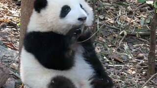 🌸痊愈的熊猫和花长胖了, 软软乖巧可爱——熊猫系列（66）