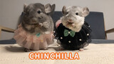 【Chinchilla】Adai Dressed up with a Friend as Requested
