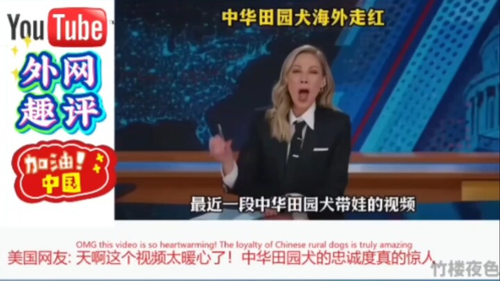 A Chinese village dog going viral for taking care of its pups! American netizens: Its loyalty is tru