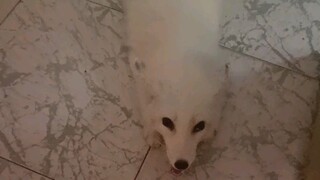 Little fox knocks on the door at midnight to repay a kindness