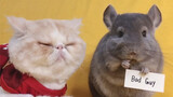 [Animals]Chinchilla, dog & cat performing 'Bad Guy' by |Billie Eilish