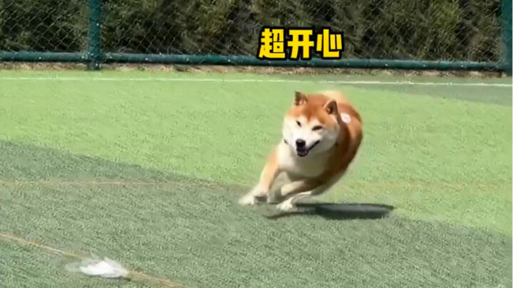 Doggy destroying the house? No way!