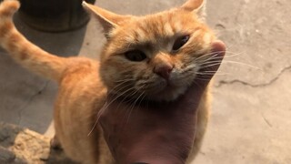 Chú mèo cam mặt dày nhà hàng xóm lại đến nhà tôi rửa bát rồi!