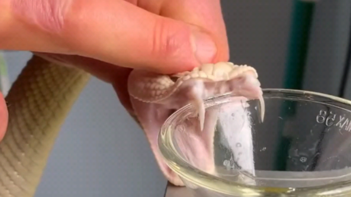 提取白化菱斑响尾蛇的毒液！