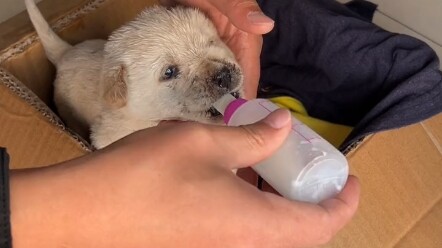 Begitu jiwa dipenuhi cinta, daging dan darah pun tumbuh liar.