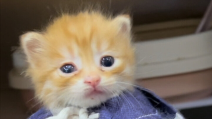 Re-evaluate the cats that were smashed by the Maode Academy