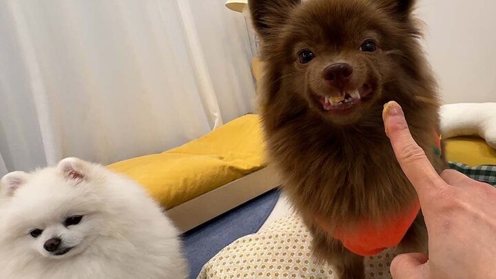 The puppy who loses its cuteness as soon as it takes medicine
