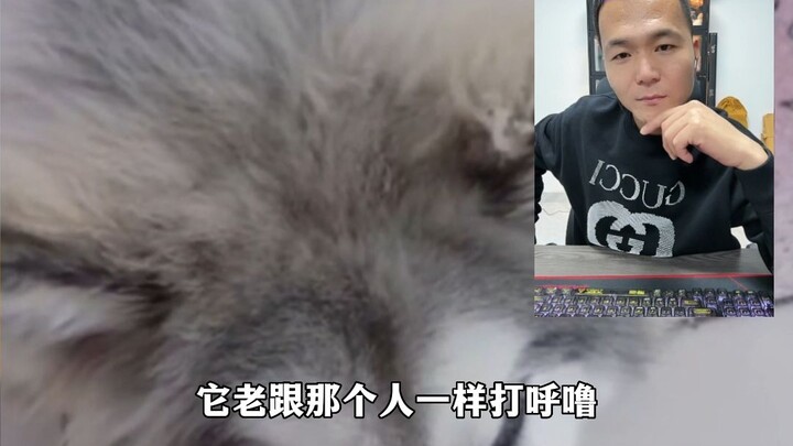 The dog snores every day, and the owner is very troubled.