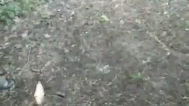 Pitmasters Underground Kings