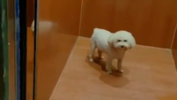 Dog asks a passerby to help it get home