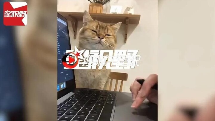 陪主人加班！猫咪撑不住狂打瞌睡，头弯成90度趴电脑上