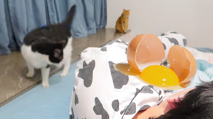 【Daily Life】Warning! Boy Must Be Careful If He Has A Cat