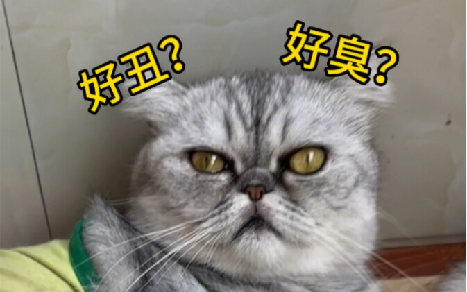 现实版猫咪连连看