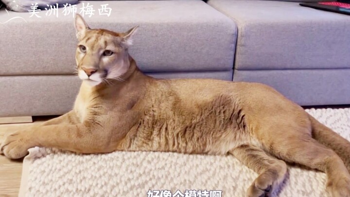 Once they reach adulthood, cougars develop their own inner world.