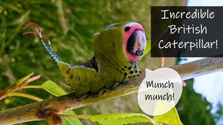 The fantastic puss moth caterpillar looks like something from a rainforest!