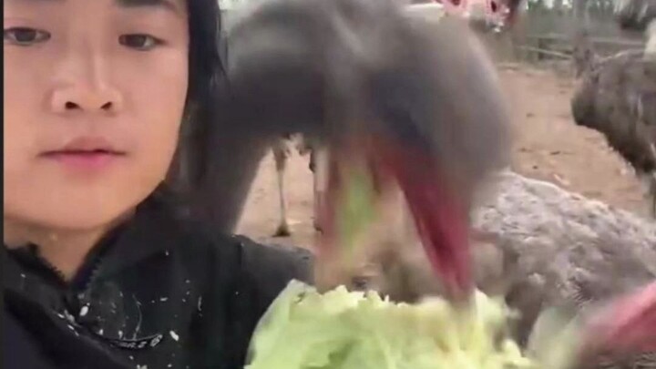 How many pounds can a person weigh to ride an ostrich?