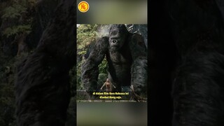 KENAPA KONG MONSTERVERSE BELUM DISEBUT KING KONG?