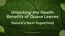 Unlocking the Health Benefits of Guava Leaves Nature’s Next Superfood