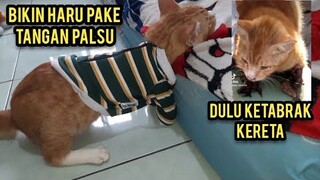 Masya Allah Bikin Haru Kucing Tom Saat Di Kasih Baju Ada Tanganya..!