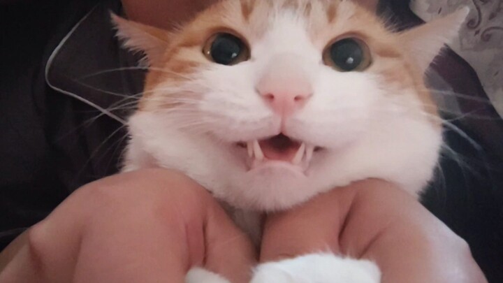 Cat: Bird-Human-Catastrophe-