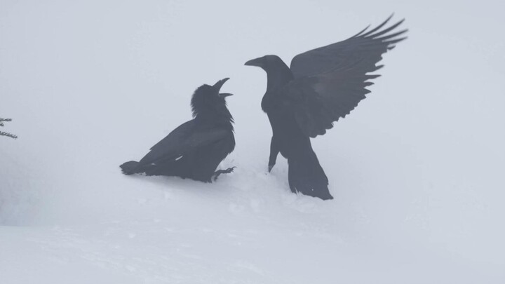 Gagak bermain di tengah salju, membentuk sebuah lukisan yang tenang dan damai.