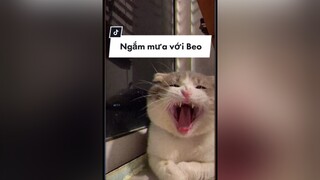 Đêm qua Sài Gòn mưa to, có con mèo nằm ngắm mưa bên cửa sổ cat cutecat cátoftiktok meow foryou foryou onhavanvui