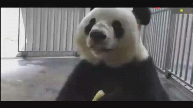 [Animals]Happy moments after the panda gets the apple