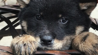 There are four colors of dogs in the same litter