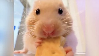 Healing moments with the little hamster!