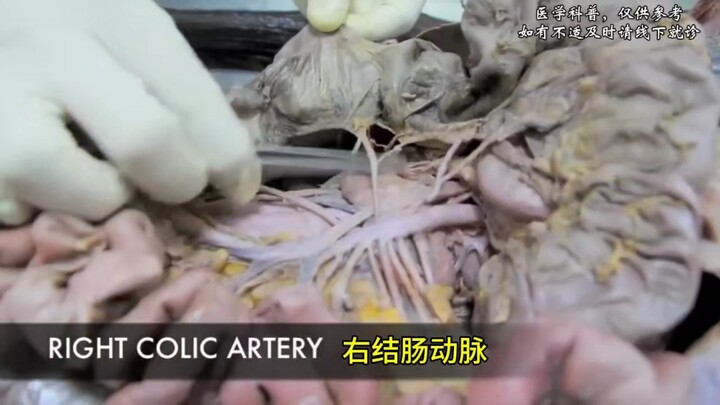 ระบบหลอดเลือดที่มาเลี้ยงลำไส้ใหญ่และลำไส้เล็ก (ความรู้ด้านกายวิภาค)