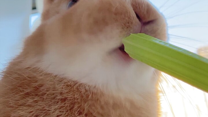 Let’s be real: I just love watching bunnies eat!