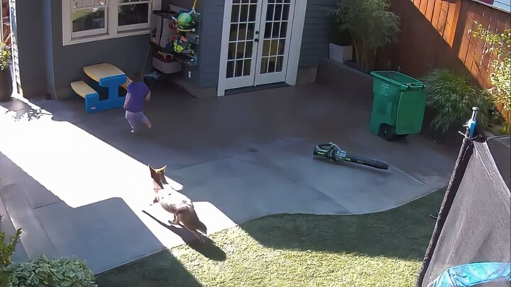 Daughter says coyote is chasing her, and dad thinks she's joking!