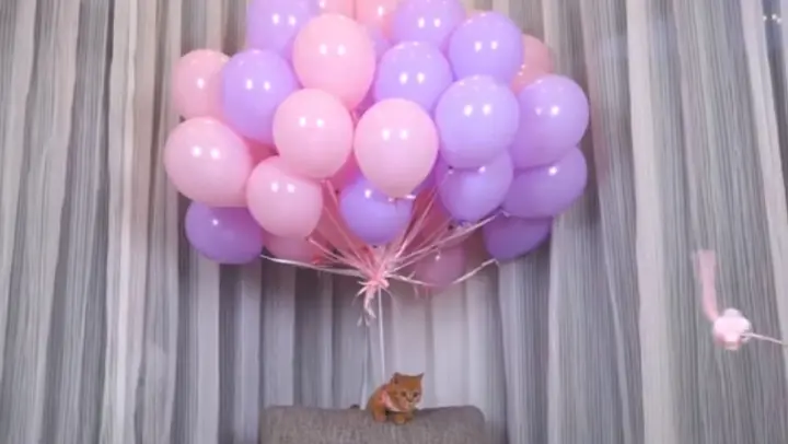 Flying a Cat with Balloons