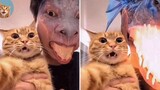 Funniest Pets - Best Of The 2021 Funny Animal Videos MEOW