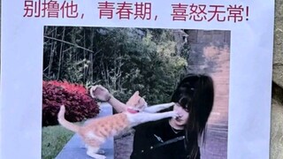 猫猫通缉令