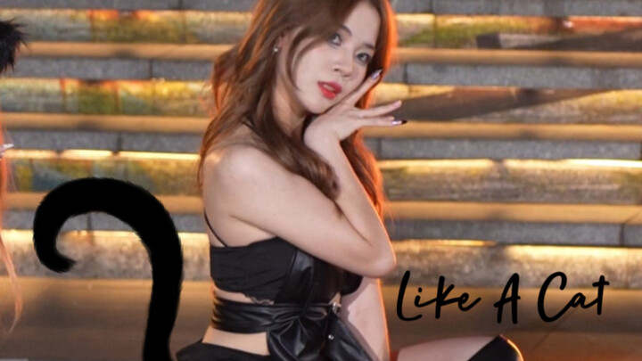 Bước chân mèo nhẹ nhàng | Như một chú mèo nhỏ, khẽ bước về phía bạn