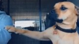Dog adopted from shelter feels insecure and not happy until owner kisses it