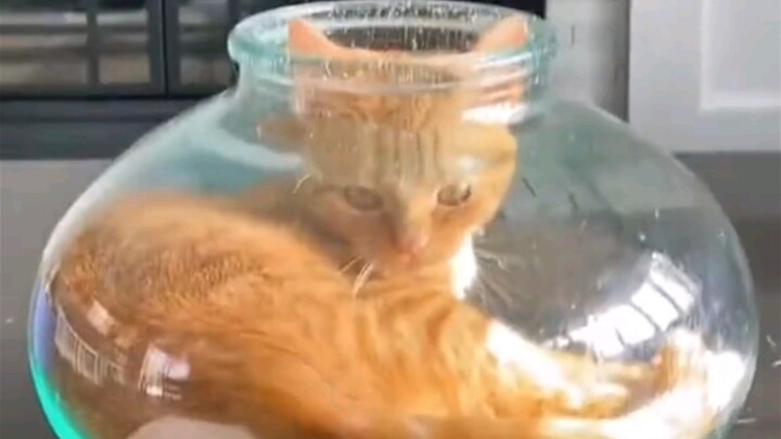 Thật sự mượt mà đến vậy sao?